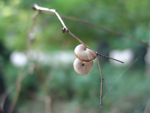 雨后蜗牛 摄影 琳琳