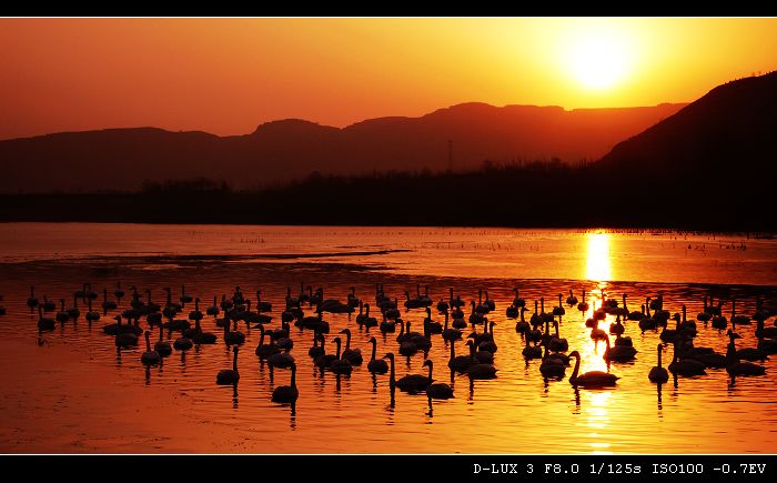 夕阳丽影 摄影 叶青春