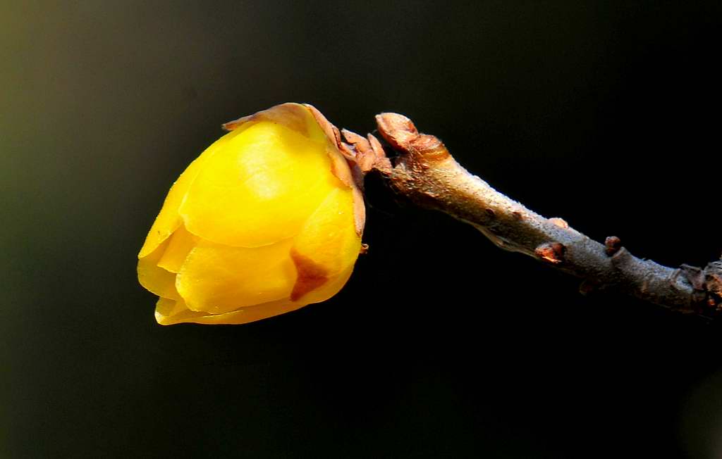 又到腊梅花开时 摄影 成都老杨