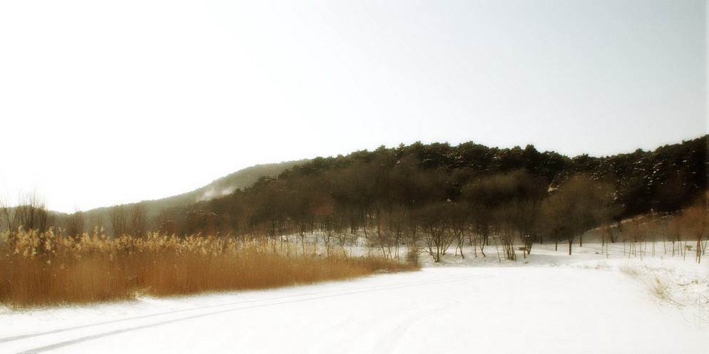 瑞雪小景 摄影 mitaka