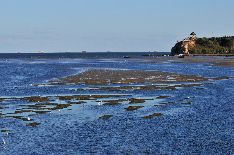 渤海湾湿地 摄影 东庵居士