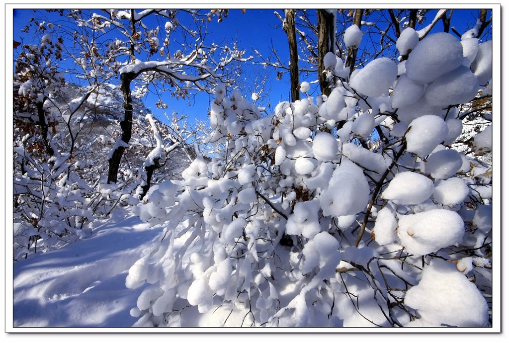 凤凰山上雪棉花 摄影 炉火纯青