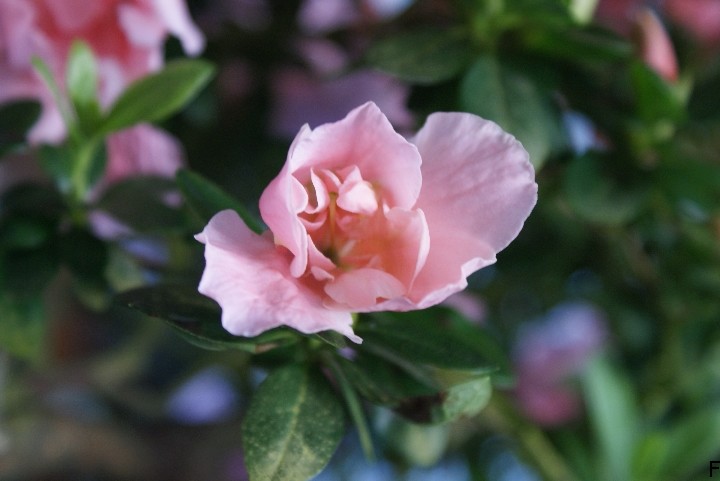 杜鹃 摄影 bambooflower