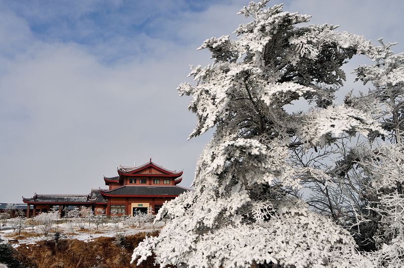 雪松 摄影 弈天