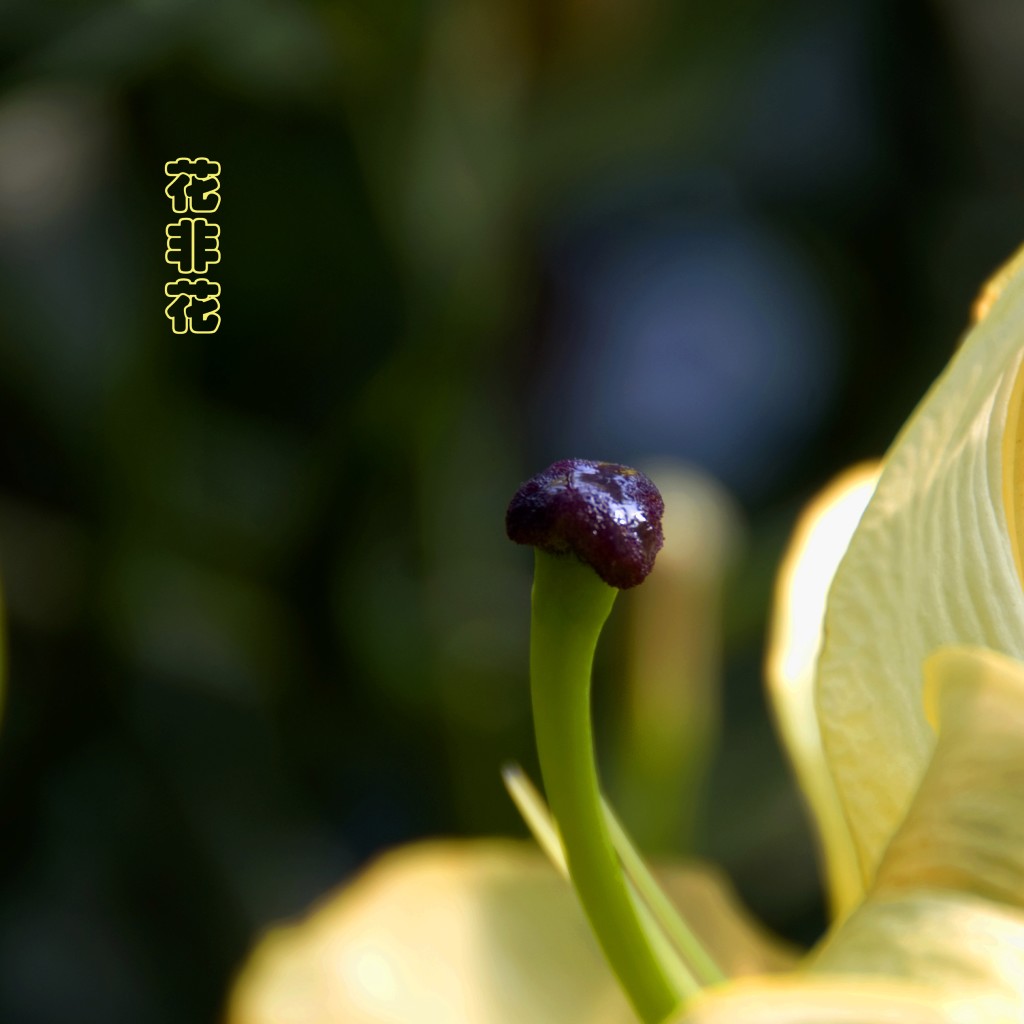 花非花 摄影 冷露无声