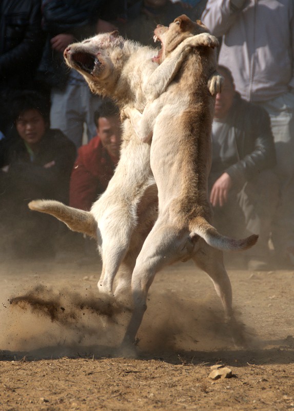 斗狗图1——算交作业吧，并祝各位朋友新年快乐！ 摄影 清新一下