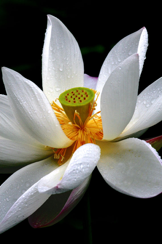 出水芙蓉 摄影 大圈儿