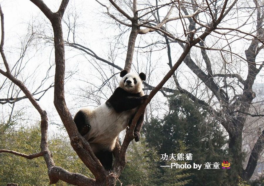 功夫熊猫 摄影 风雨悠然