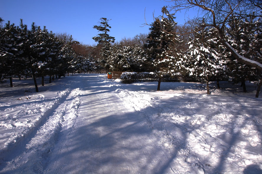 瑞雪-5 摄影 开车的鱼