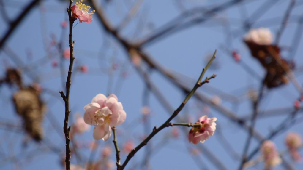 花运 摄影 廊桥溢梦