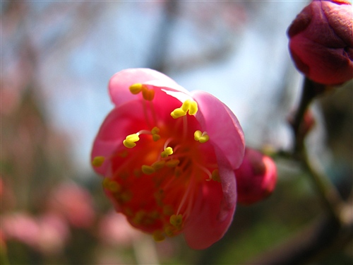 桃花知春早 摄影 火花闪烁