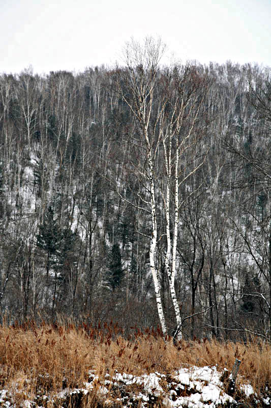 迎风傲雪 摄影 甲由田