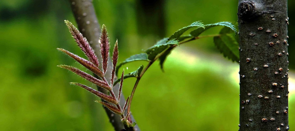 老树新芽 摄影 桑塔纳