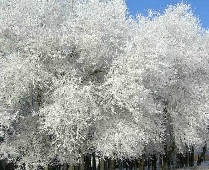 雪霜树 摄影 花迷