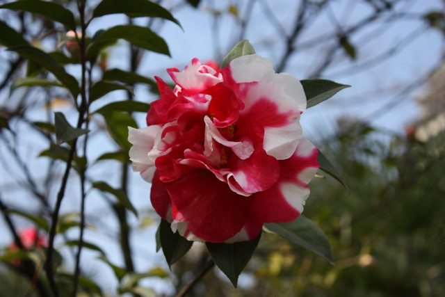 菊瓣 摄影 花飞花落