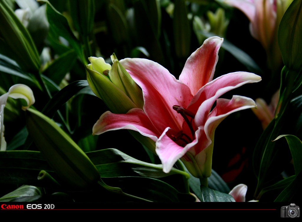 百合花 摄影 清风剑