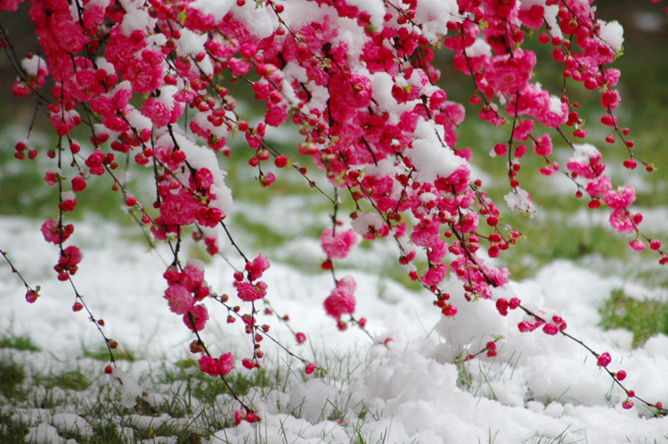 梅雪争春 摄影 麒麟神剑