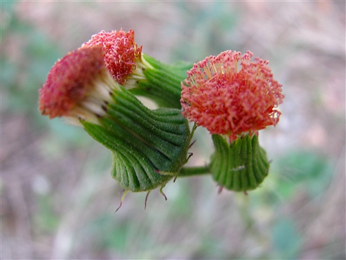 野草闲花 摄影 火花闪烁