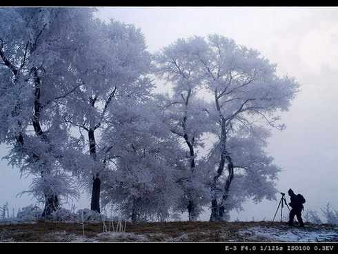 雾淞 摄影 任雪飘