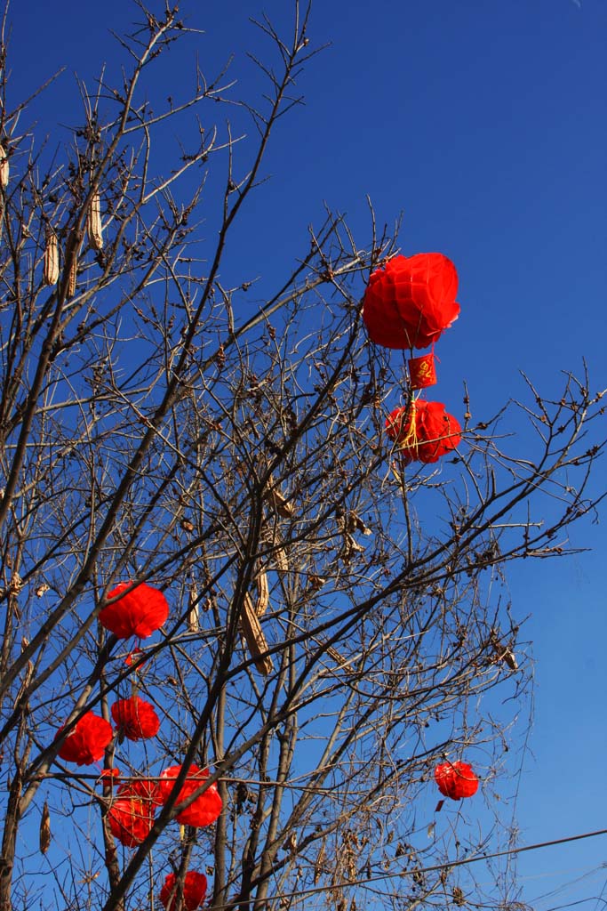 迎春 摄影 饮马长城窟