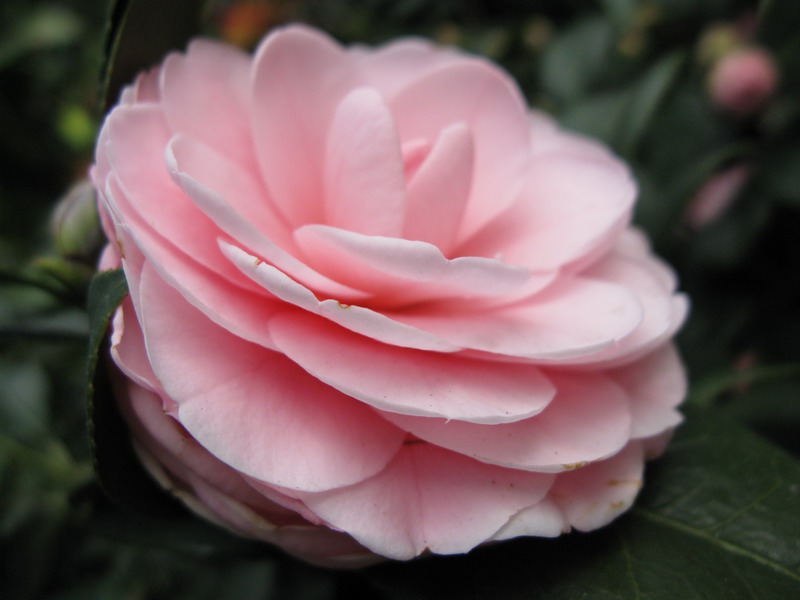 茶花 摄影 夜雨花仙