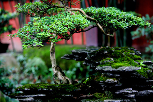 成都盆景 摄影 龙猫非猫