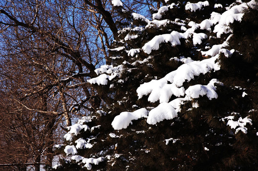 瑞雪-7 摄影 开车的鱼