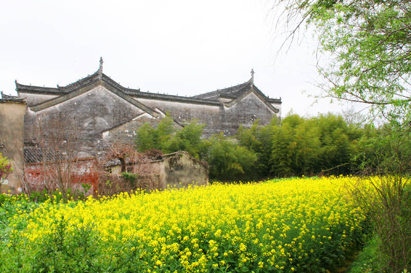 婺源春色-4 摄影 鸡骨礁