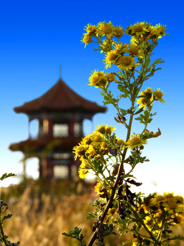 山菊花 摄影 方刚