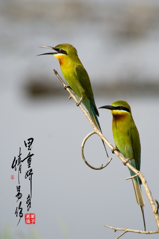 恋爱中的一对 摄影 chookia