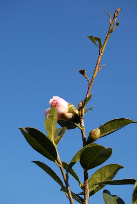 云南野山茶 摄影 立夏的花草