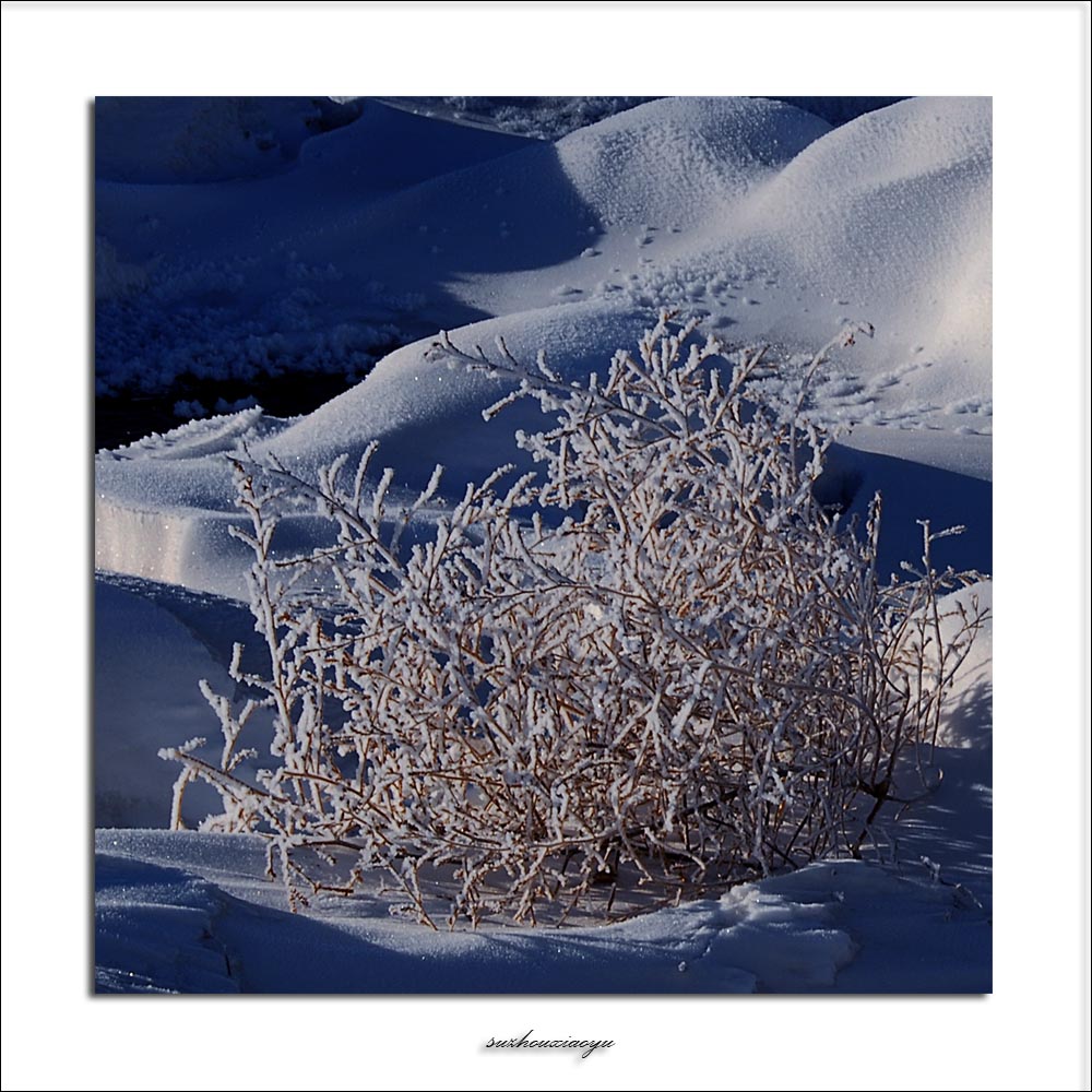 雪地拾零（一） 摄影 苏州笑雨