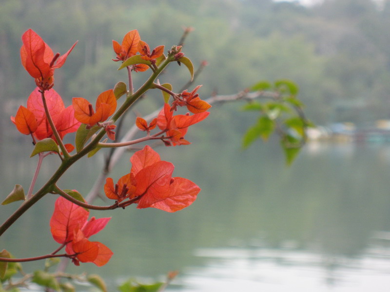 花 摄影 悠闲生活