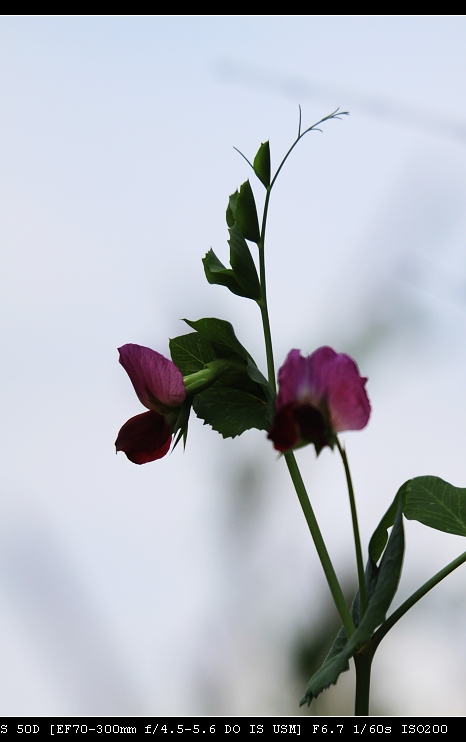 豆花 摄影 yewenfa