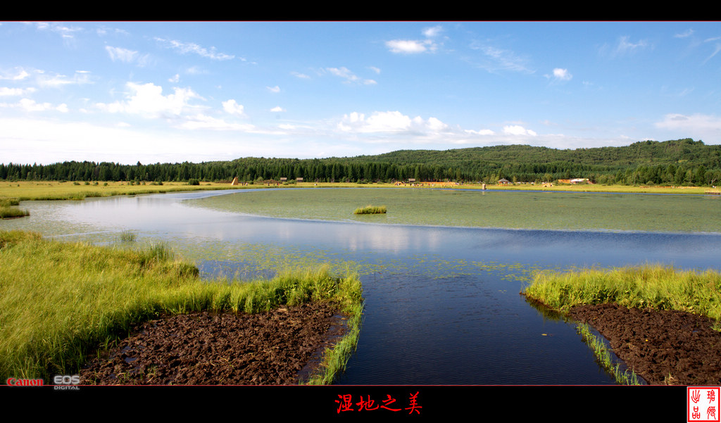 湿地 摄影 碧朗