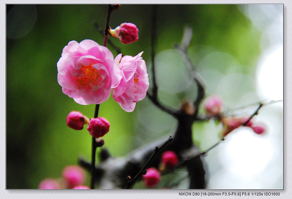 报春花—梅 摄影 石径