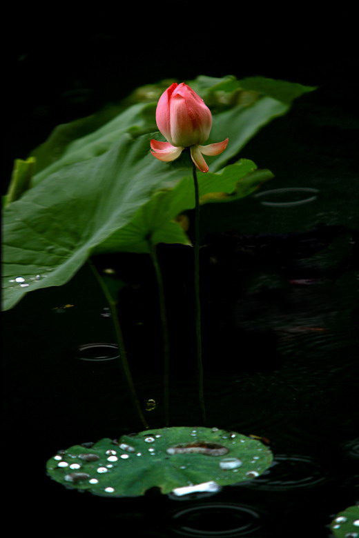 荷塘新雨 摄影 尚游