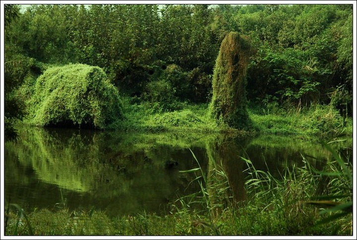 植被 摄影 金边