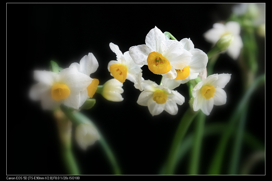 水仙花 摄影 蜂影