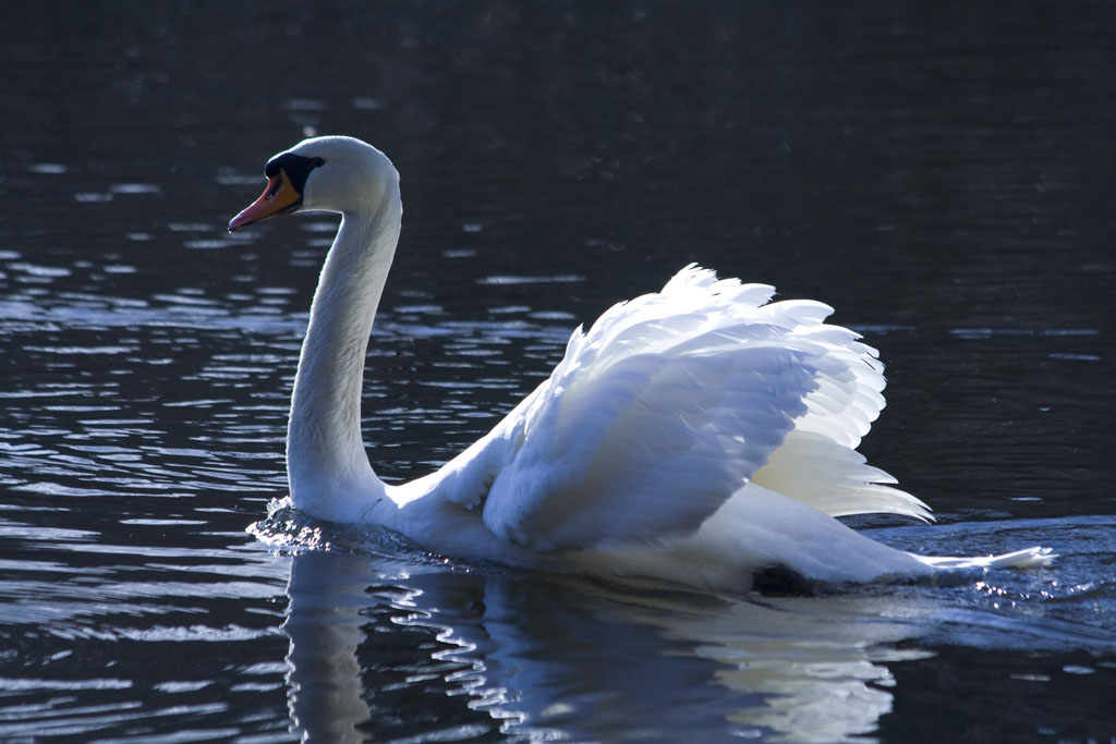 Swan 摄影 小眼聚焦