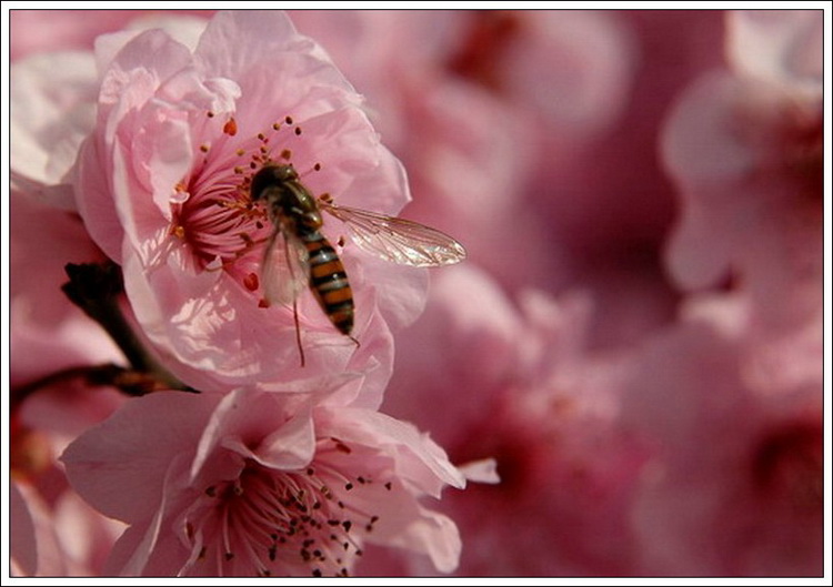 蜜蜂 摄影 金边