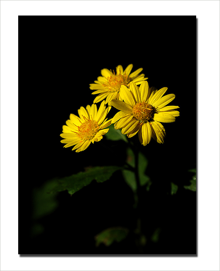 《野菊花》 摄影 都来评评