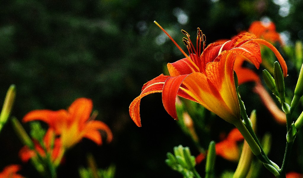 群芳独秀 摄影 老拙