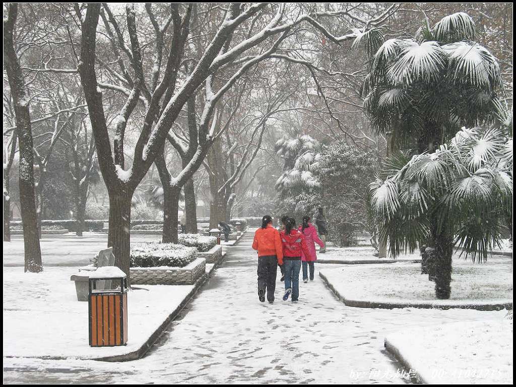 怀念雪 摄影 阳光灿烂中