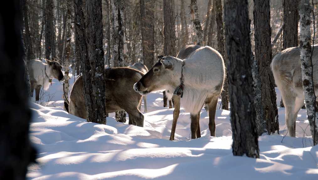 雪中驯鹿 摄影 花眼