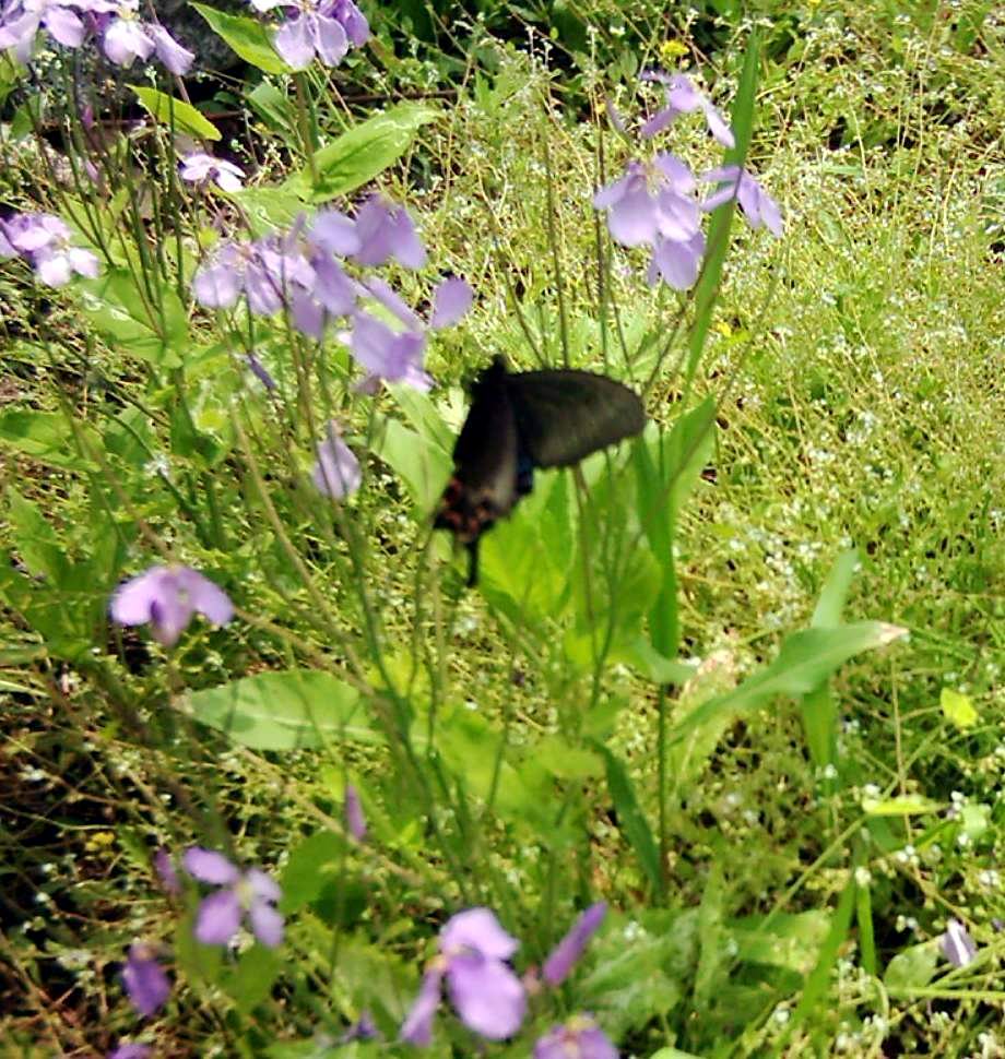 野花分外香 摄影 秋之歌