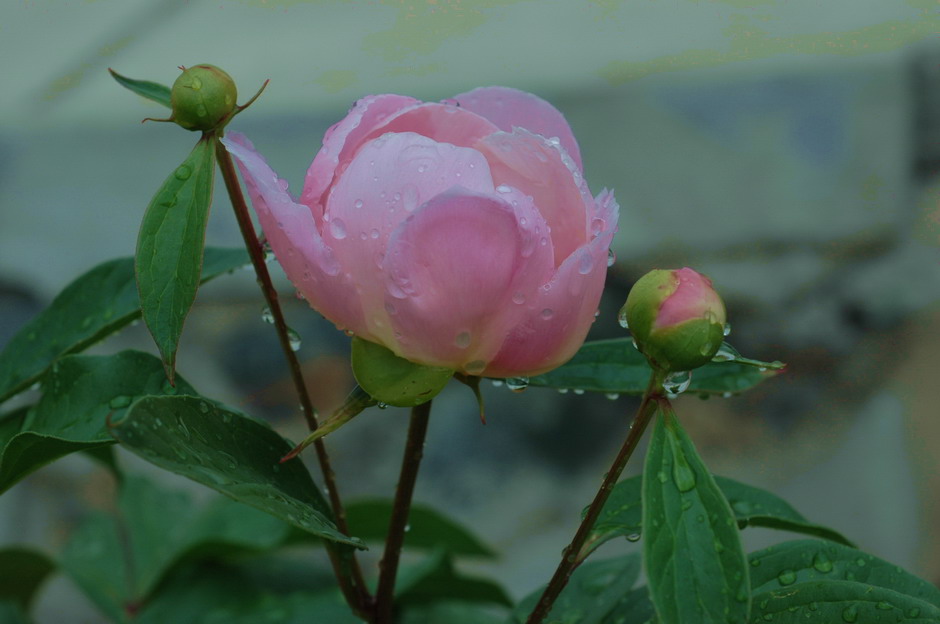 芍药花开（3） 摄影 mitaka