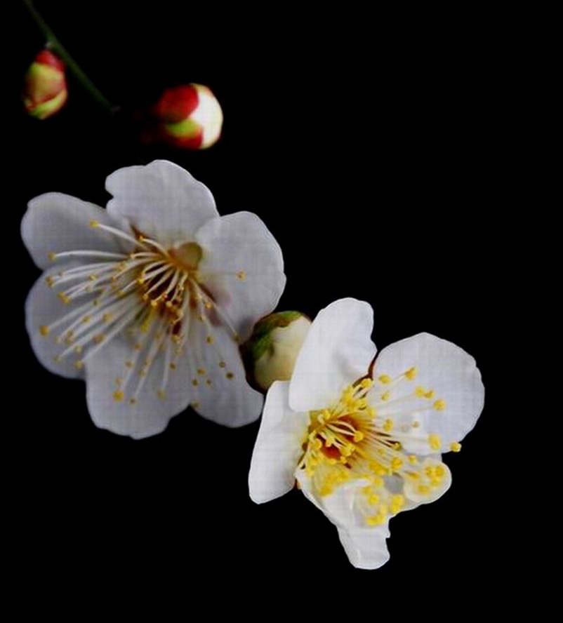 花 摄影 雨中飞