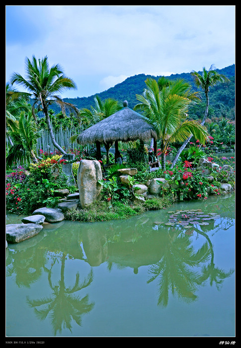 椰岛小景 摄影 神仙猪