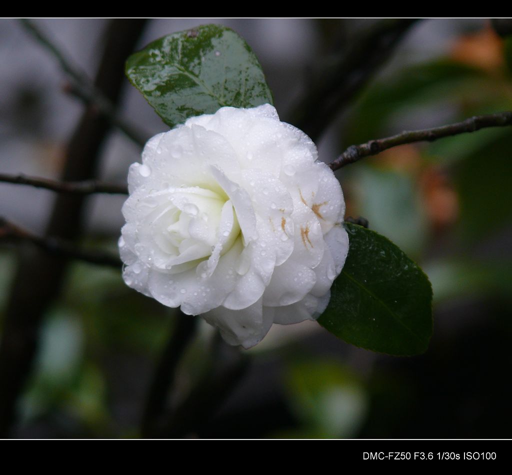 白茶花 摄影 ssw